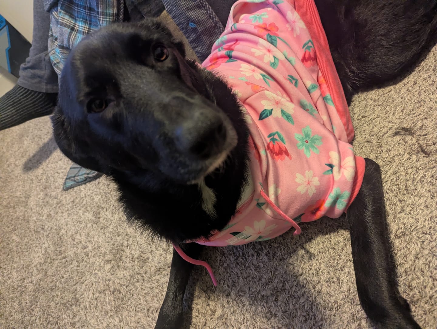 Customer photo review of Blossom Dog Hoodie - Pink