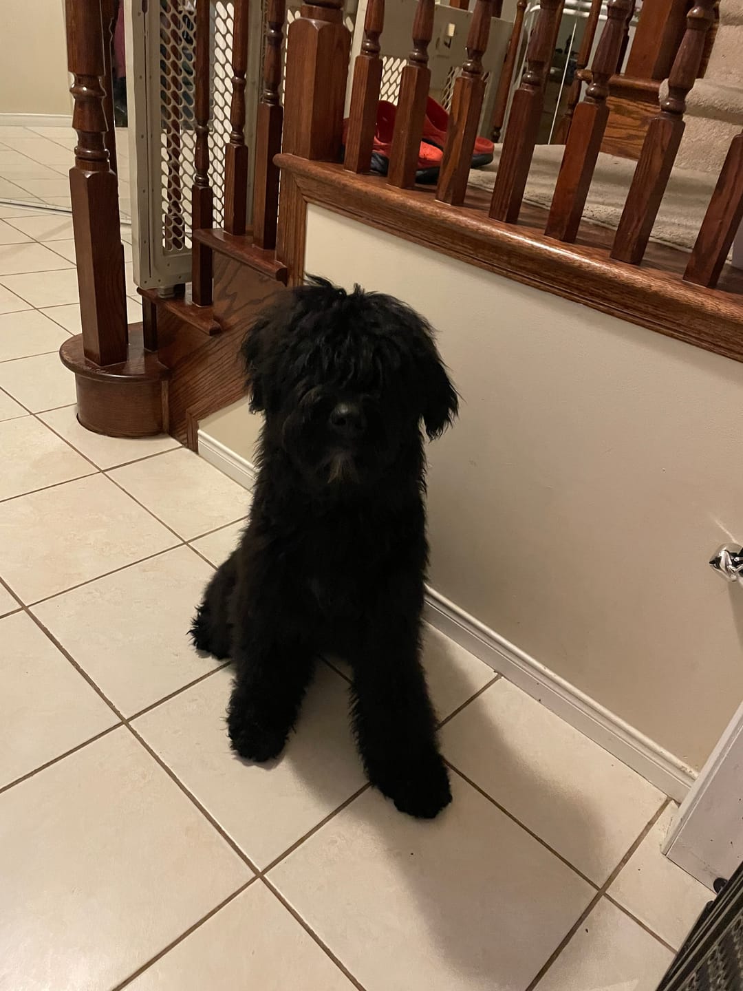 Customer photo review of Himalayan Yak Chew (EXTRA LARGE)