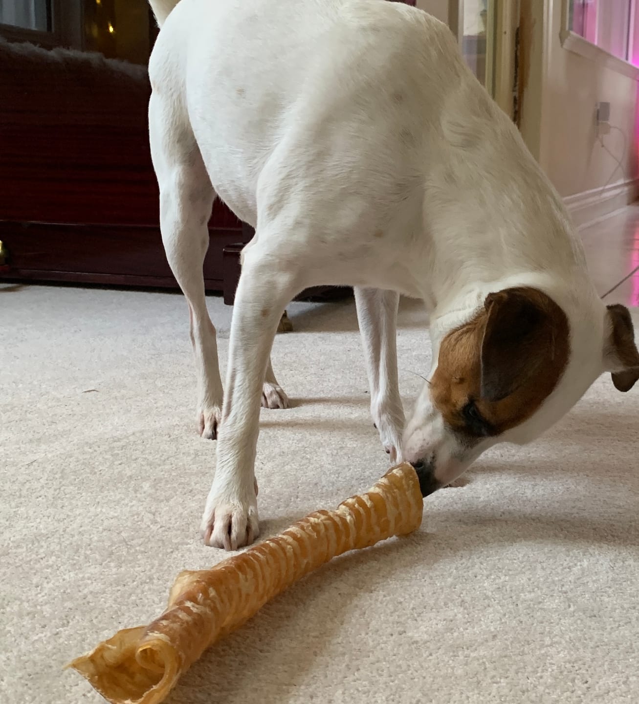 Customer photo review of 12 Inch Beef Trachea