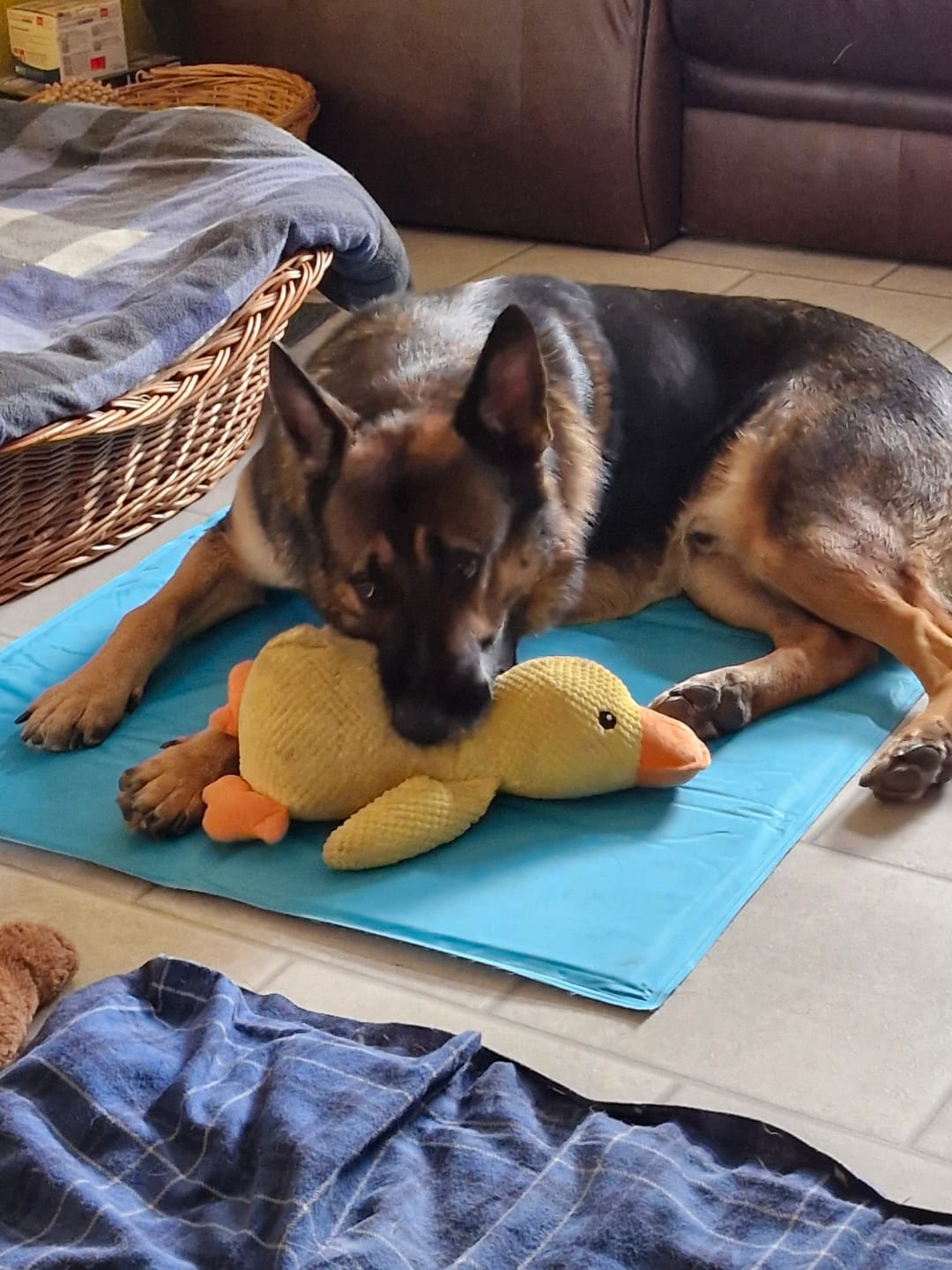 Customer photo review of PLÜSCHENTE HUNDESPIELZEUG – Bissfest, Langlebig, Stressabbau