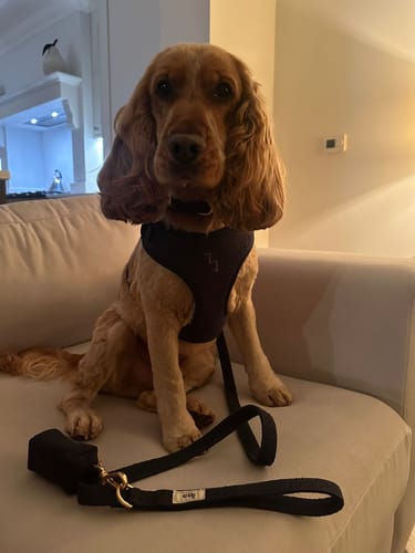 Customer photo review of Midnight┃Bouclé Adjustable Harness