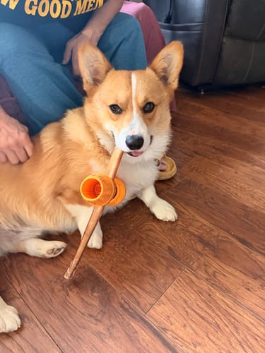 Customer photo review of 12 Inch Thick Bully Stick