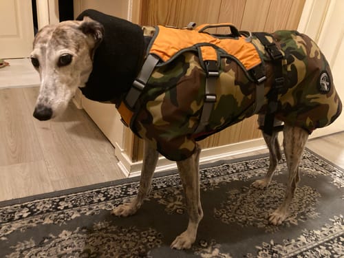 Customer photo review of Camouflage Felton - Sighthound Coat with Underbelly and Harness Hole