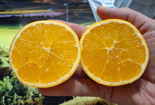 Customer photo review of Saft-Orangen Bio aus Sizilien