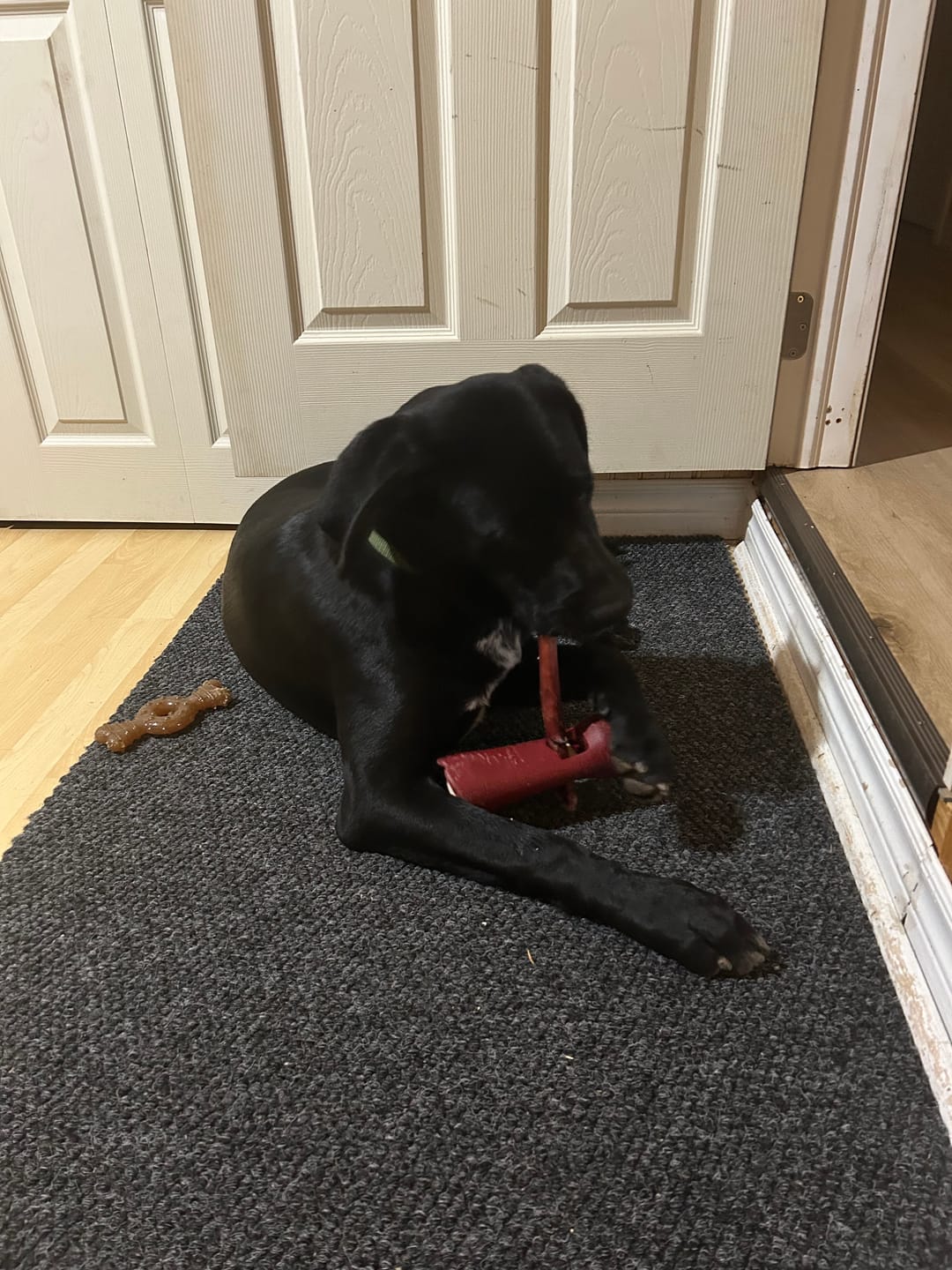 Customer photo review of 12 Inch Thick Braided Bully Stick