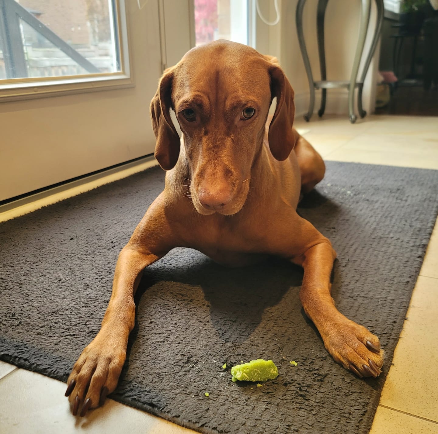 Customer photo review of Mint Himalayan Yak Chew (MEDIUM)