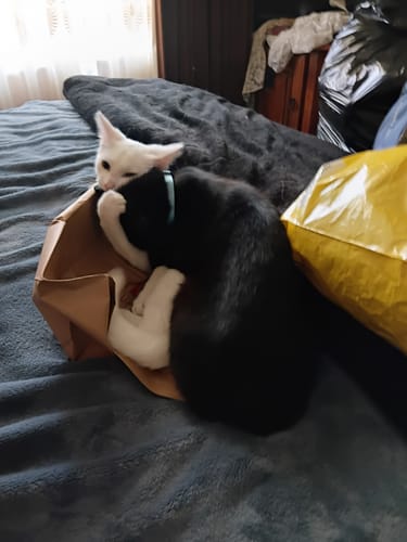 Customer photo review of 3 Month Supply - 2 Cats