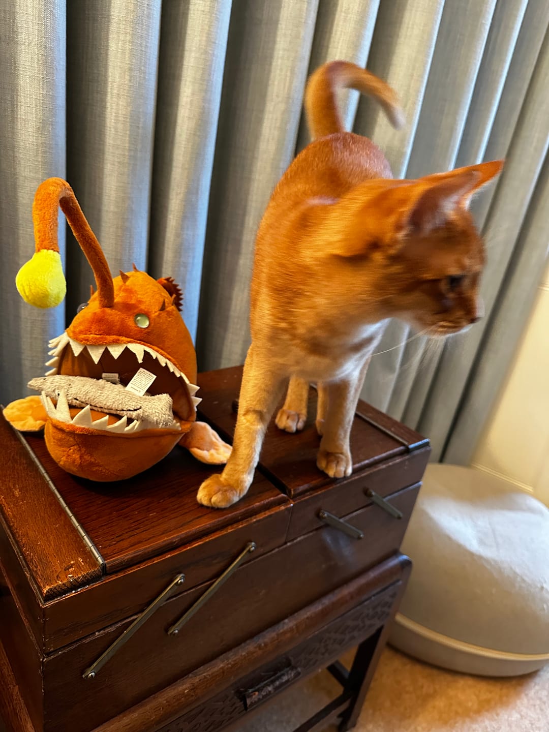Customer photo review of Anglerfish Soft Stuffed Plush Toy