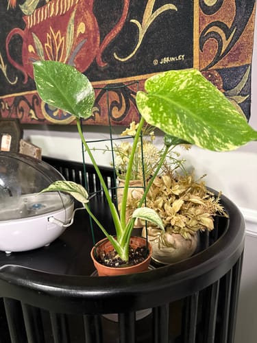 Customer photo review of Monstera Mint