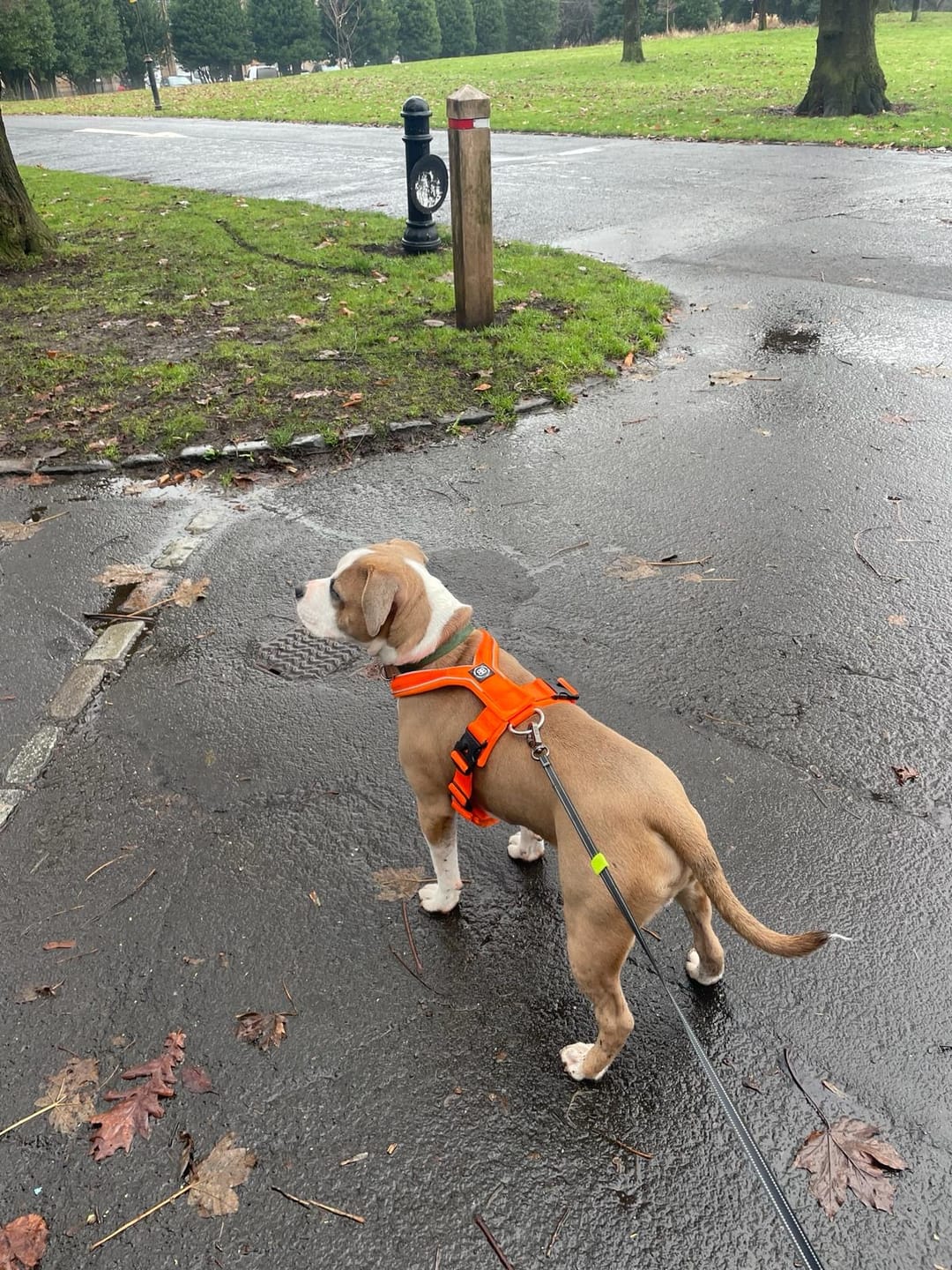 Customer photo review of Slip on Harness | Foam Padded - Orange