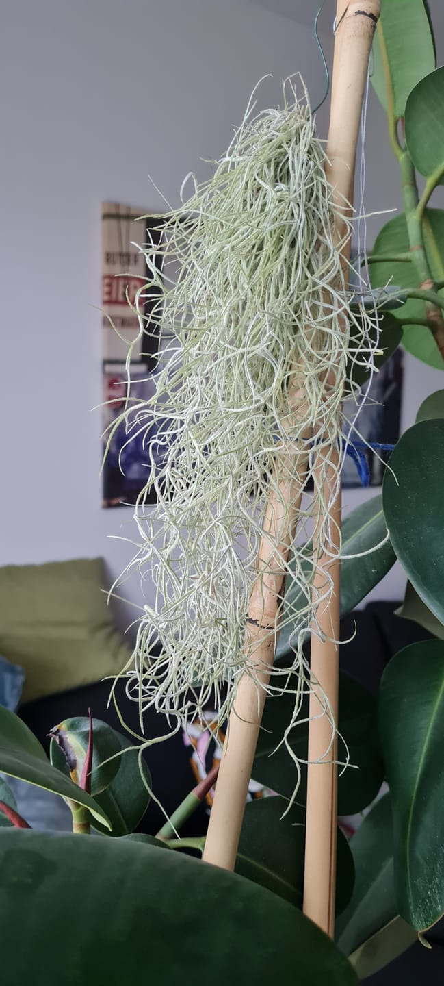 Customer photo review of Tillandsia usneoides - Lousianamoos