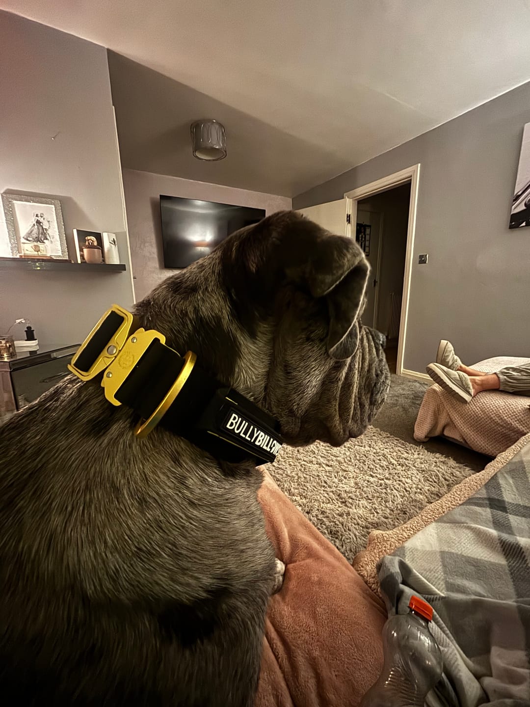Customer photo review of 5cm Lighter Combat® Collar | With Handle Secure Clip - Black x Yellow