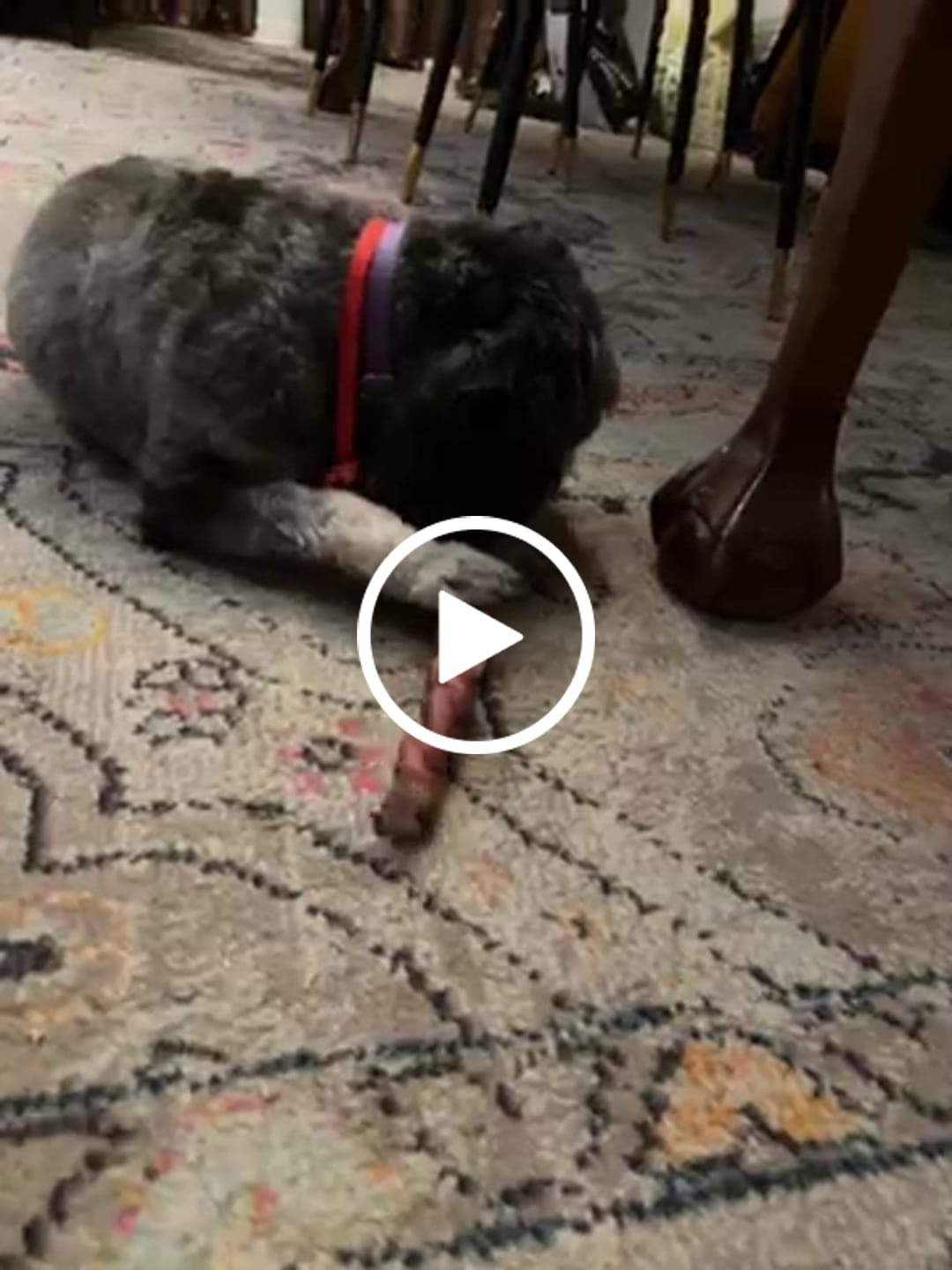 Customer video review of 12 Inch Standard Braided Bully Stick