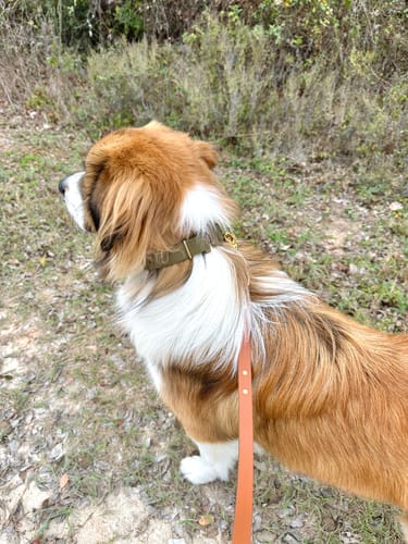 Customer photo review of Adjustable Biothane Quick Release Dog Collar