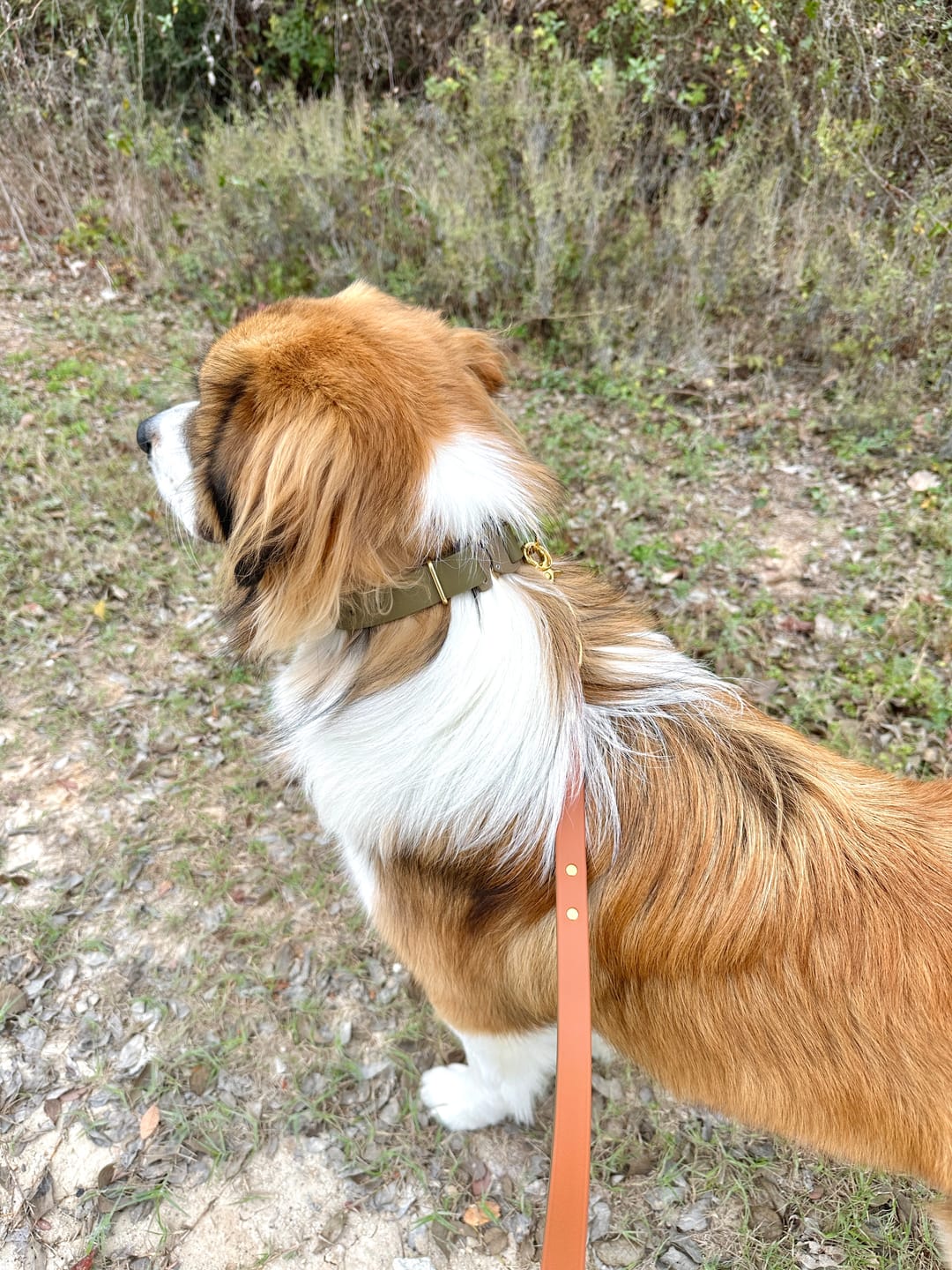 Customer photo review of Adjustable Biothane Quick Release Dog Collar
