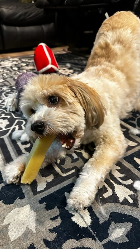 Customer photo review of Himalayan Yak Chew (EXTRA LARGE)