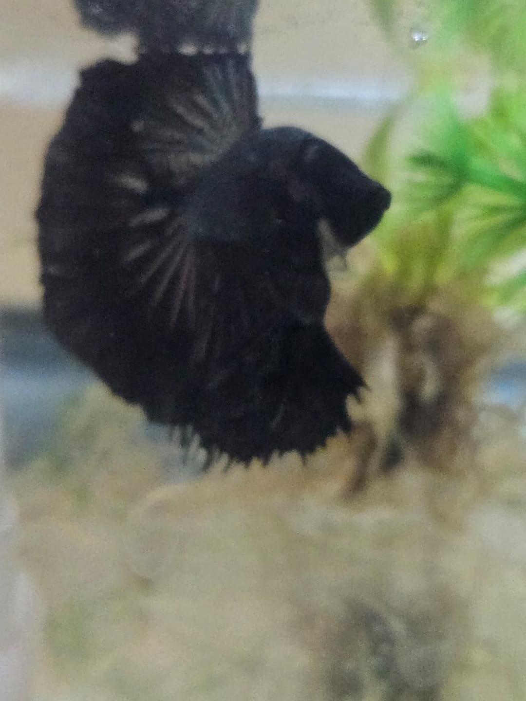 Customer photo review of Black Copper Halfmoon Male Betta Fish