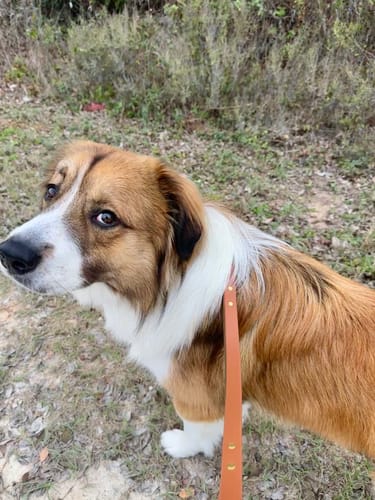 Customer photo review of Biothane Traffic Handle Dog Leash