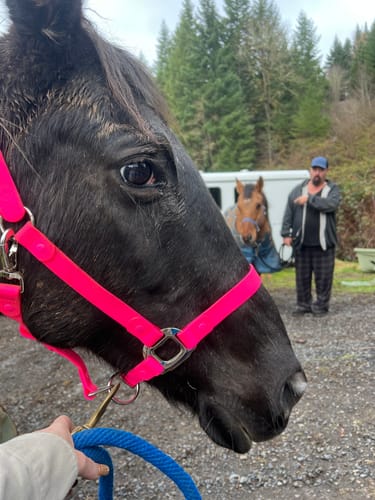 Customer photo review of iCavalos - Horse halter - Preorder