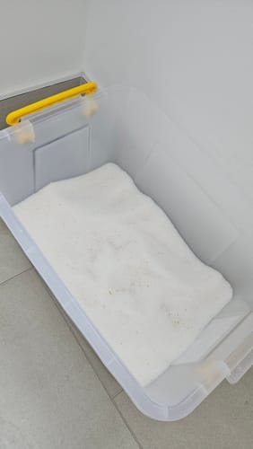 Customer photo review of 3 Month Supply - 1 Cat