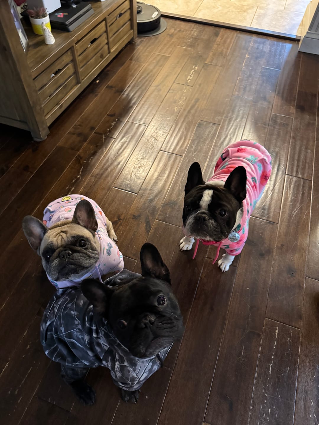Customer photo review of Blossom Dog Hoodie - Pink