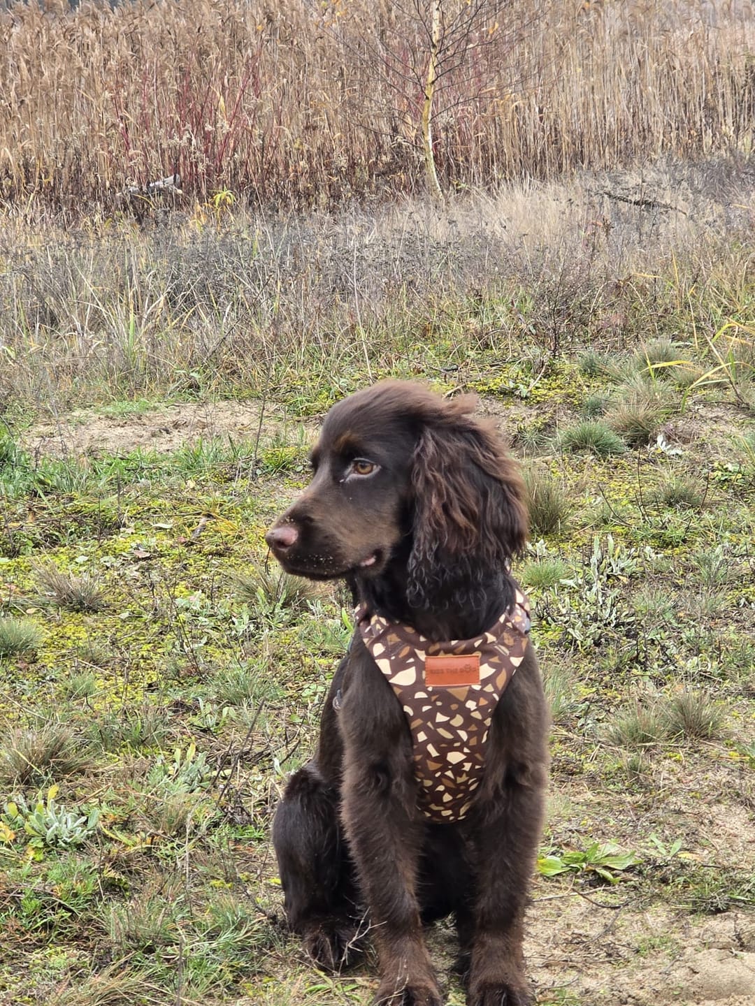 Customer photo review of Smycz miejska "Brownie Terrazzo" - czarne okucia
