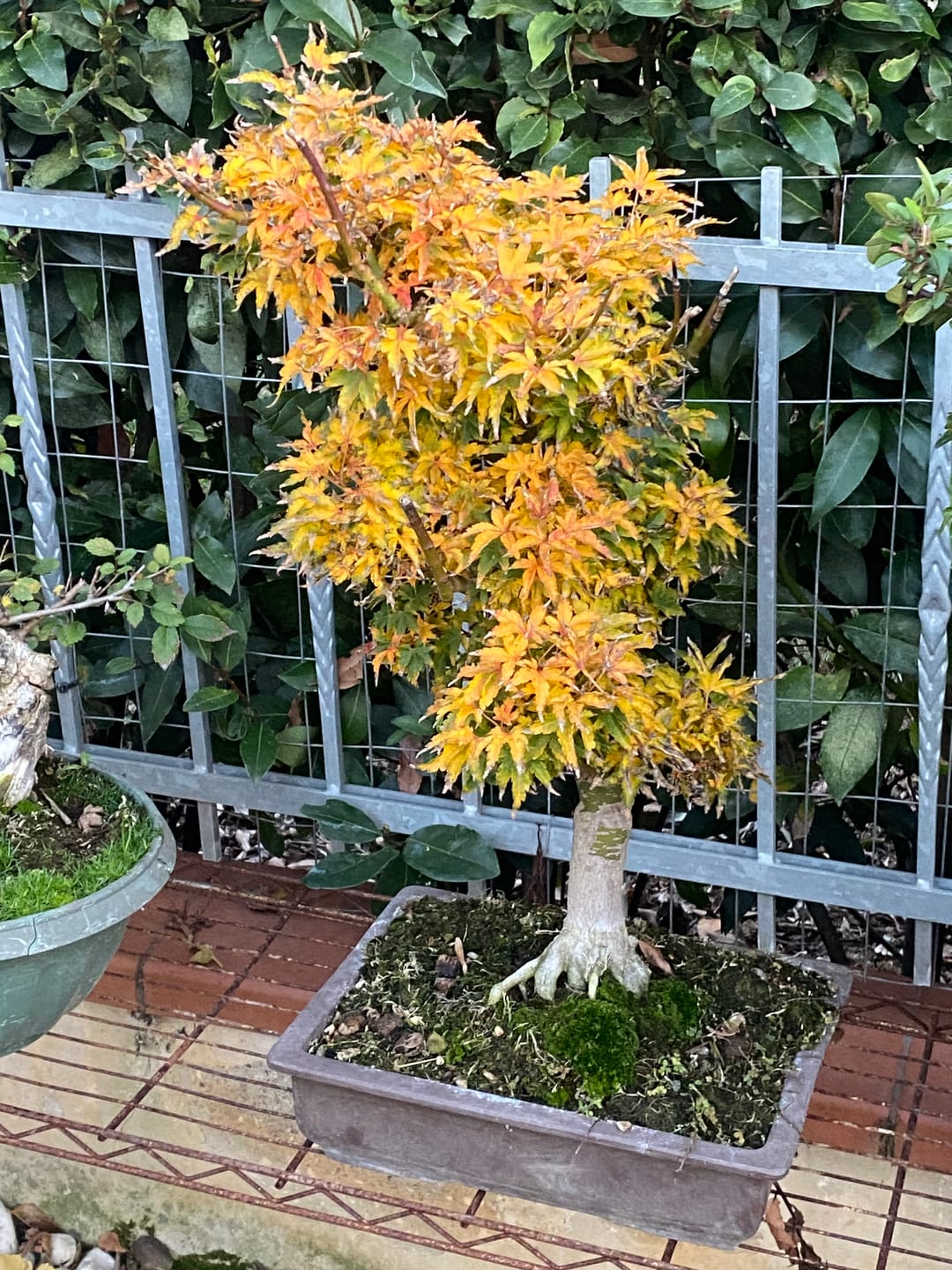 Customer photo review of BASIC CB® (substrato entry level per bonsai)