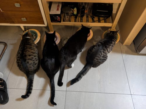 Customer photo review of Ceramic Height Adjustable Pet Bowl with Wooden Stand | Small Dog and Cat Bowls