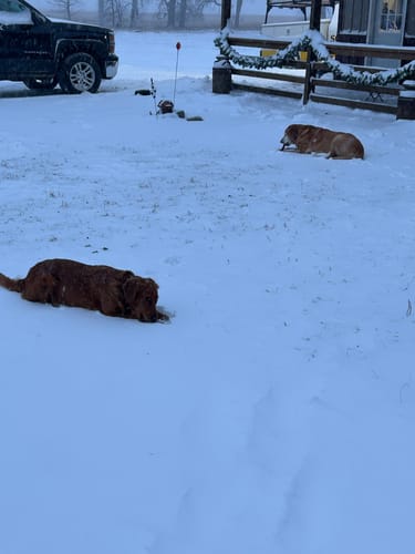 Customer photo review of 6 Inch Thick Braided Bully Stick