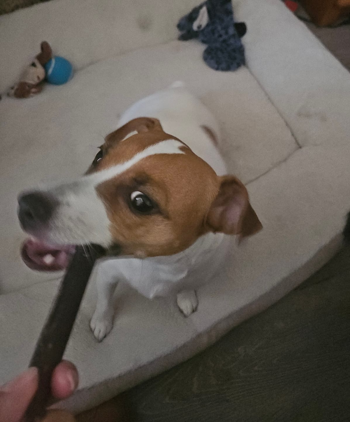 Customer photo review of 6 Inch Thick Bully Stick