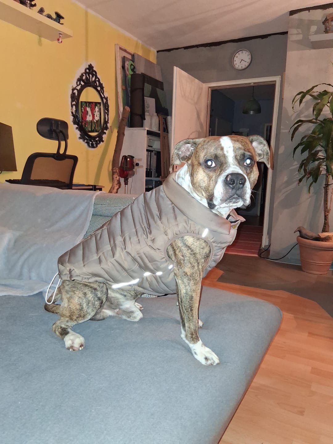 Customer photo review of WarmShield Water-Resistant Jacket - Tan