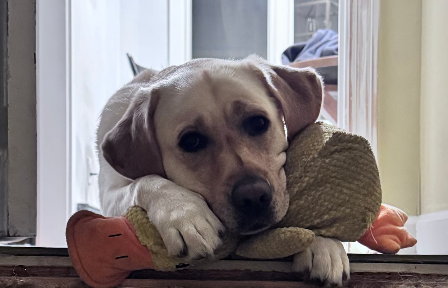 Customer photo review of Calming Duck
