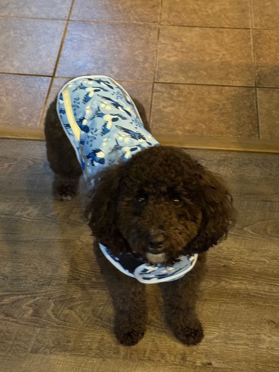 Customer photo review of Rain Jacket - Two For Joy