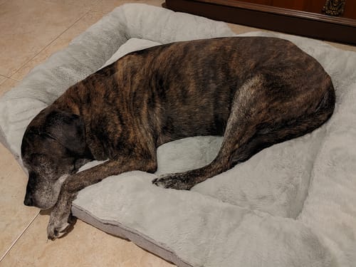 Customer photo review of Cama Sofá para Perros