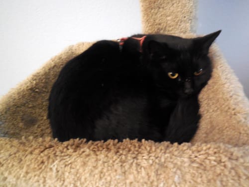 Customer photo review of 5x Blisso Advanced Cat Probiotic (Buy 2 Get 3 Free)