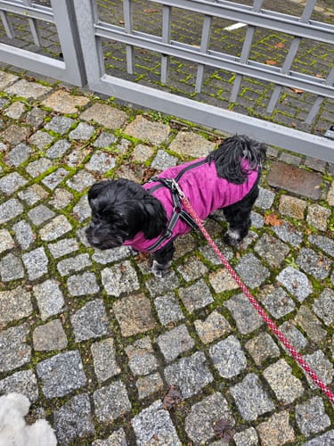 Customer photo review of Emmalove - Wasserdichter Hundemantel Extreme