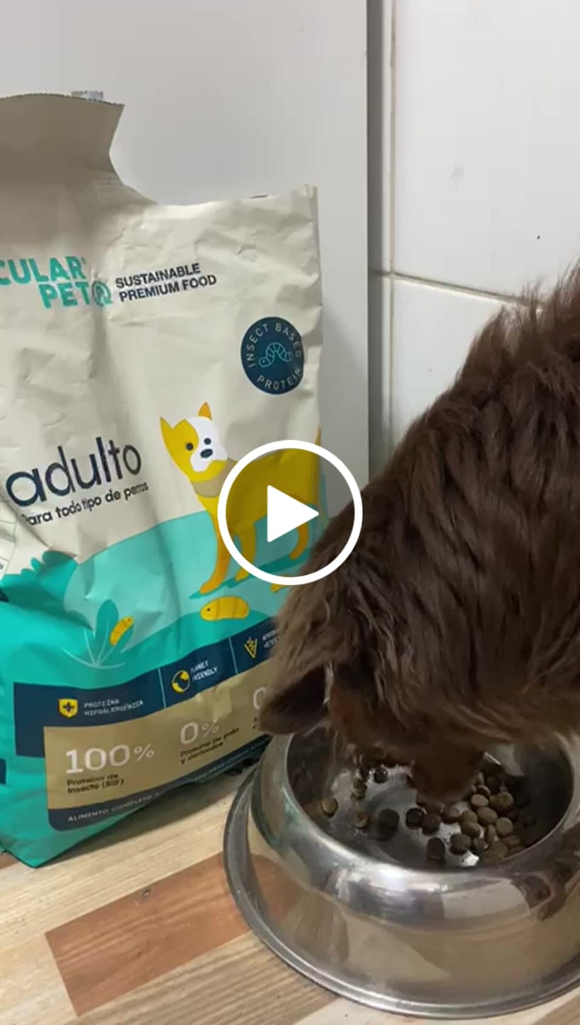 Customer video review of Alimento hipoalergénico para perros | Circular Pet® proteína de insectos