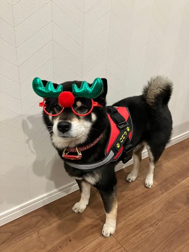 Customer photo review of FunFunPet 高機能ハーネス（お名前タグ作成サービス付き）