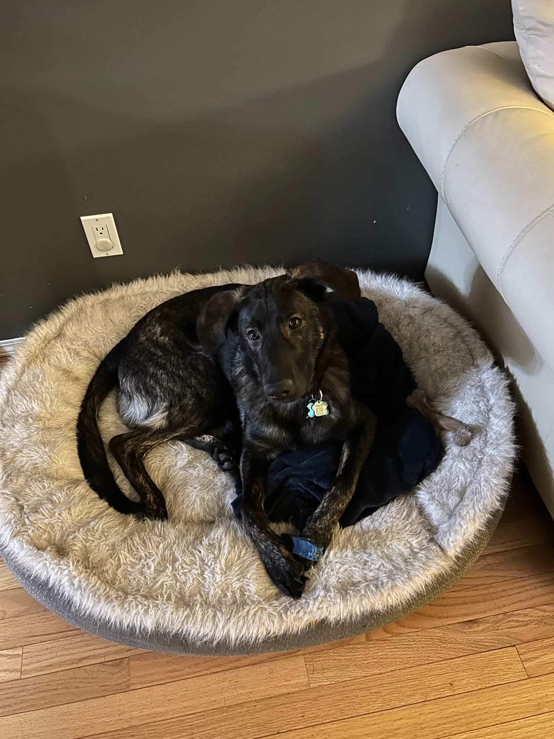 Customer photo review of Blueberry Himalayan Yak Chew (MEDIUM)