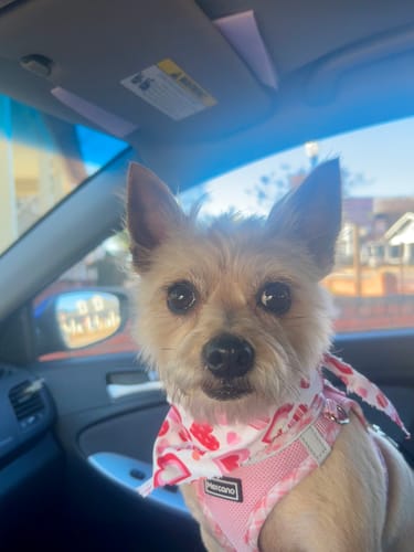 Customer photo review of Iron Paws Premium Dog Supplement