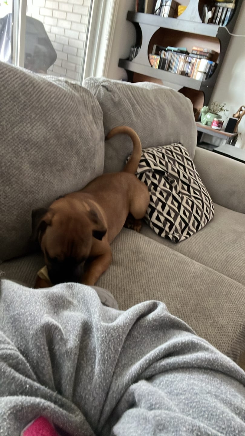 Customer photo review of Small Bully Stick Ring
