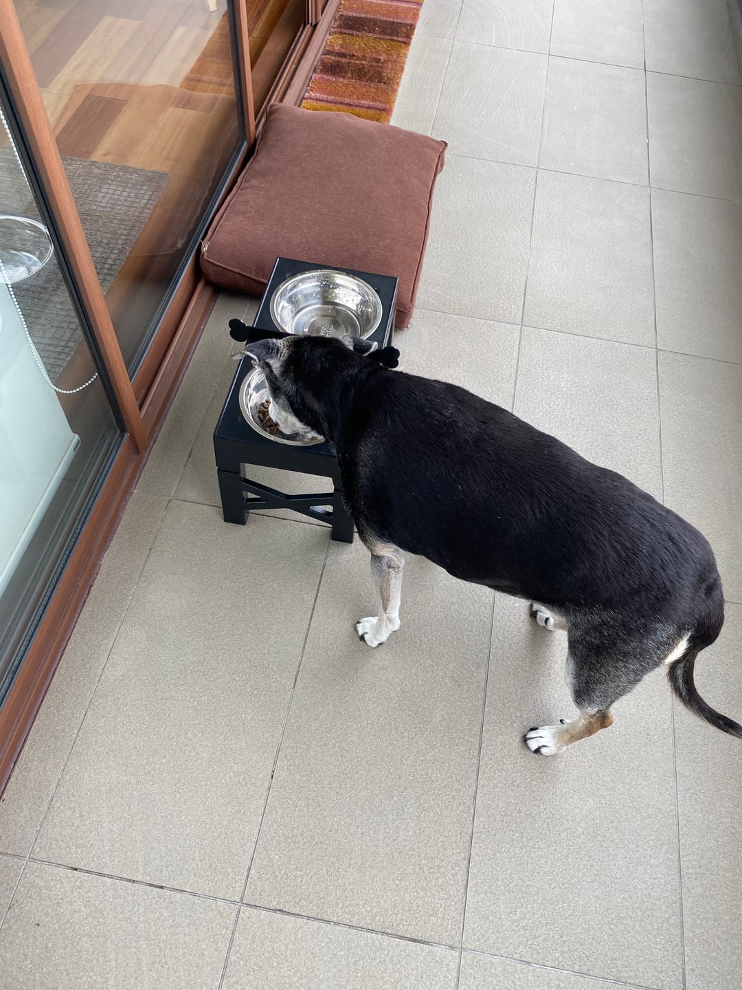 Customer photo review of Comedero Elevado THE DOGS Postura correcta en cada comida