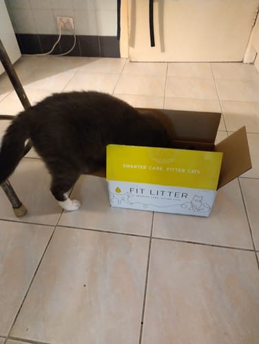 Customer photo review of 1 Month Supply – 1 Cat