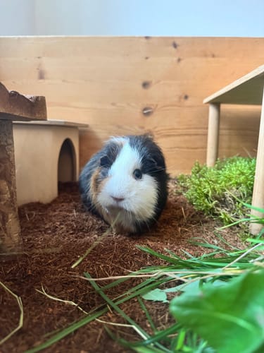 Customer photo review of Kleintiereinstreu