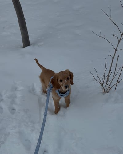 Customer photo review of Solace Adjustable Dog Harness