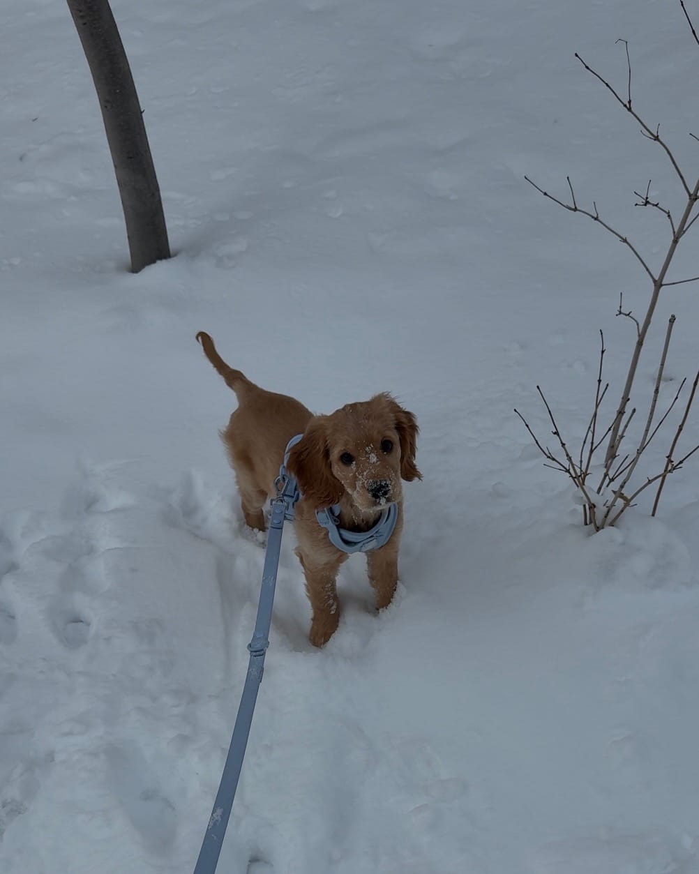 Customer photo review of Solace Adjustable Dog Harness