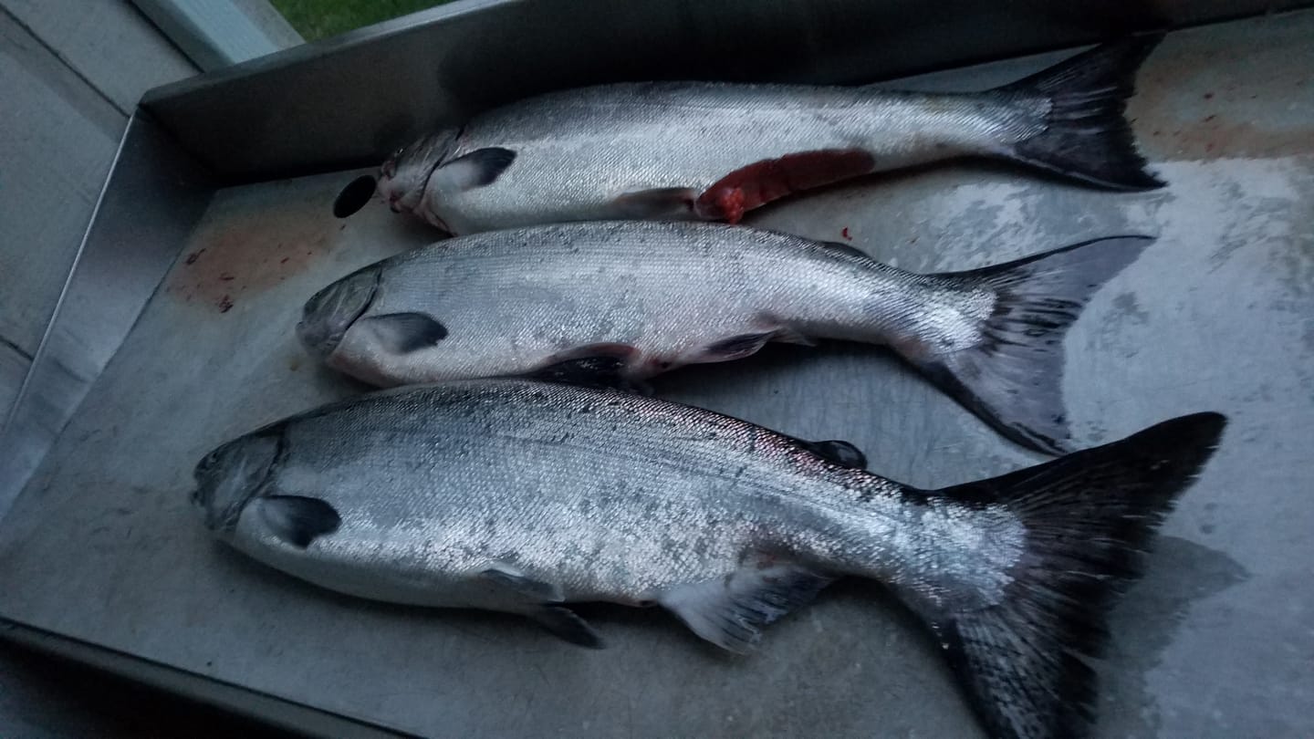 Customer photo review of Fishing Stops