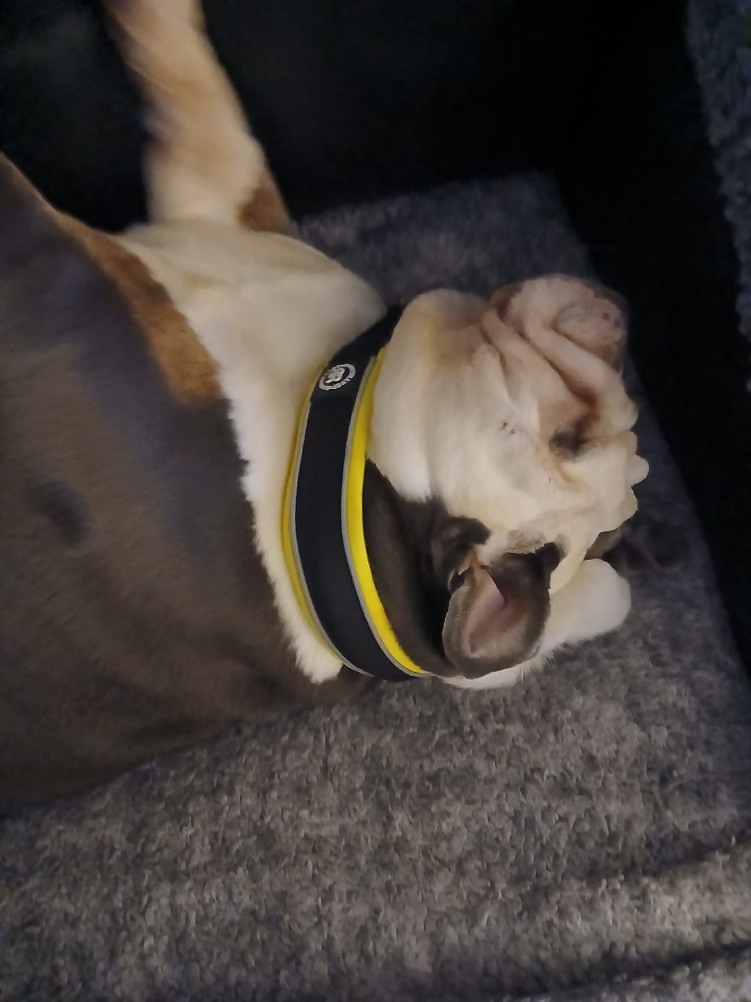 Customer photo review of 4cm Slip on Collar | Foam Padded - Black x Yellow