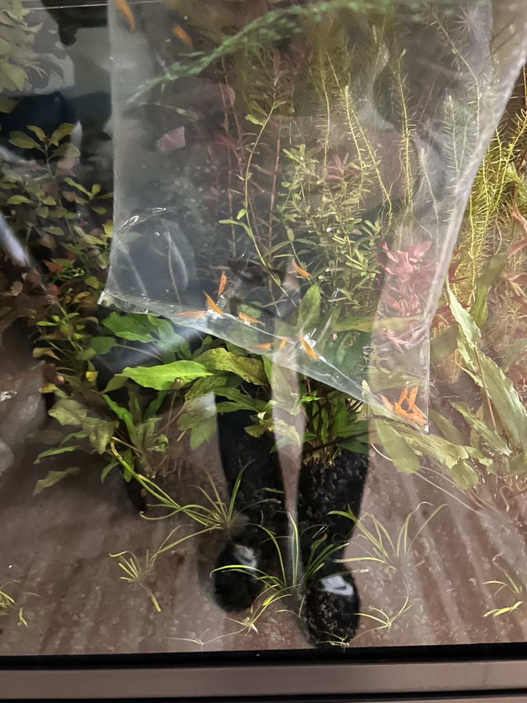 Customer photo review of Orange Sunkist Shrimp