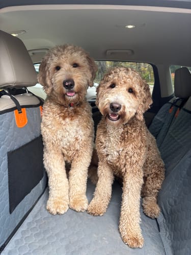 Customer photo review of Hard Bottom Seat Cover